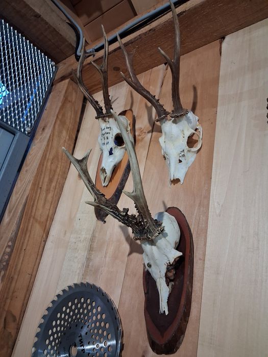 Trofee  pentru capra anul nou caprior