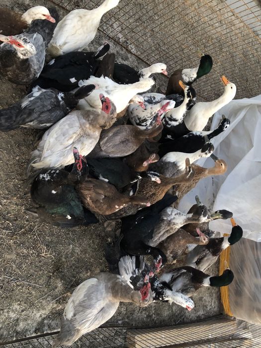 Уйрек индауткалар бар