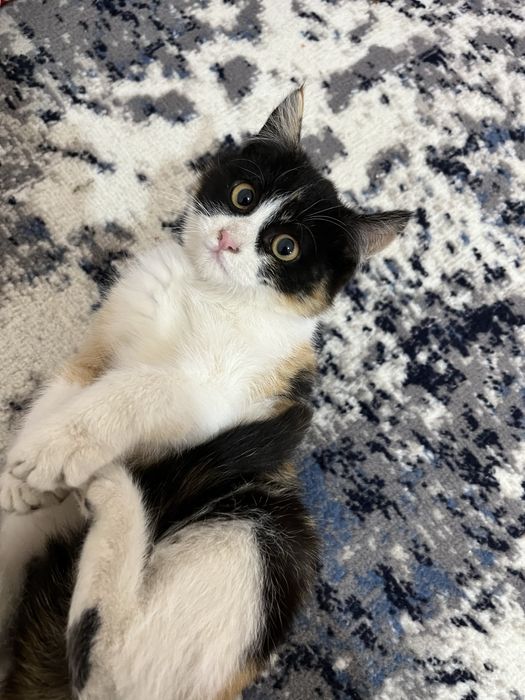 Котята в добрын руки