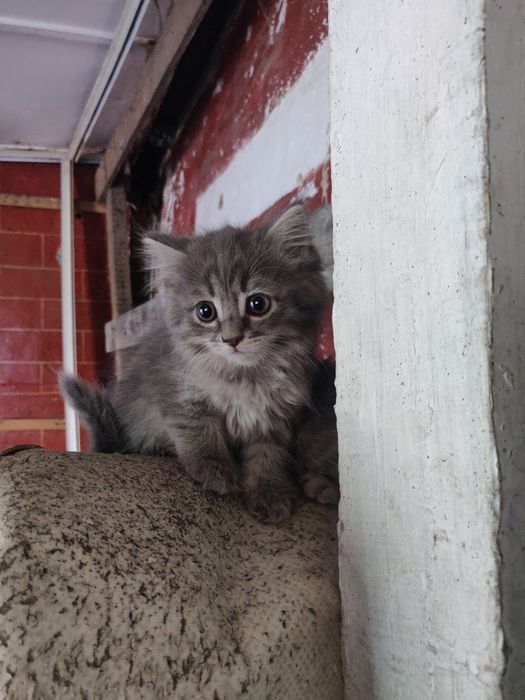 Отдам котят даром