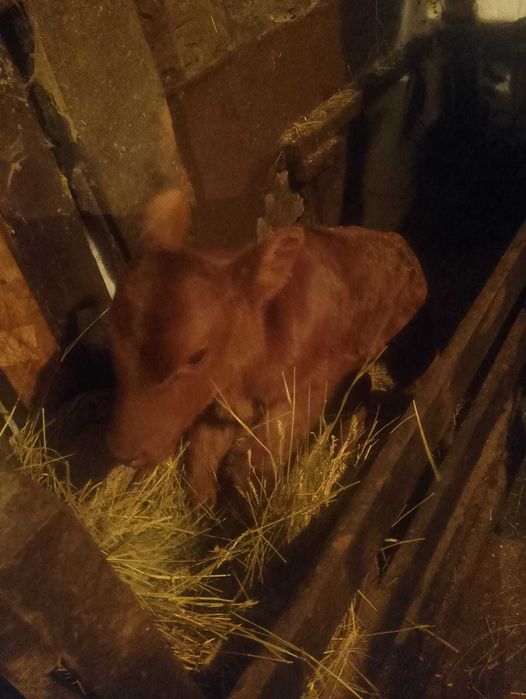 Продам телёнка тёлочку