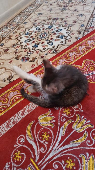 Котенок домашний бесплатно