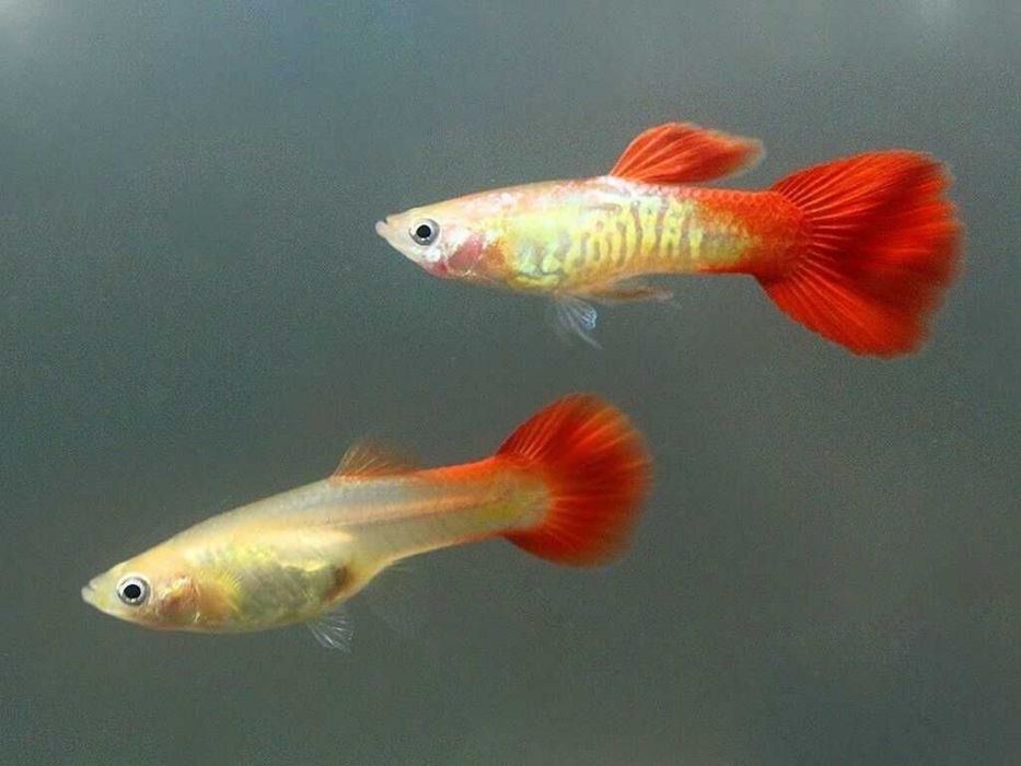 Аквариумная рыбка красный гуппи