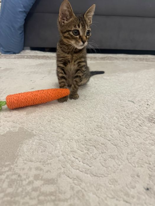 Котенок ищет любящую семью
