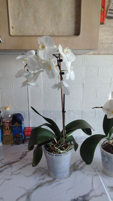 Орхидея большая гдето 80см