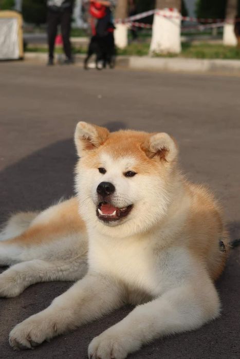 Японская Акита Ину (сука)