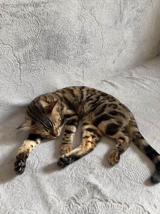 Отдам в хорошие руки Бенгальскую котенка