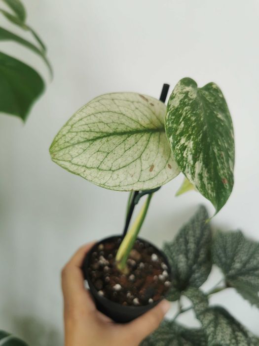 Monstera Deliciosa Mint variegata