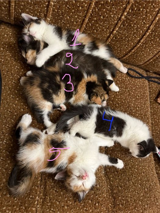 Подаряваме прекрасни котенца!