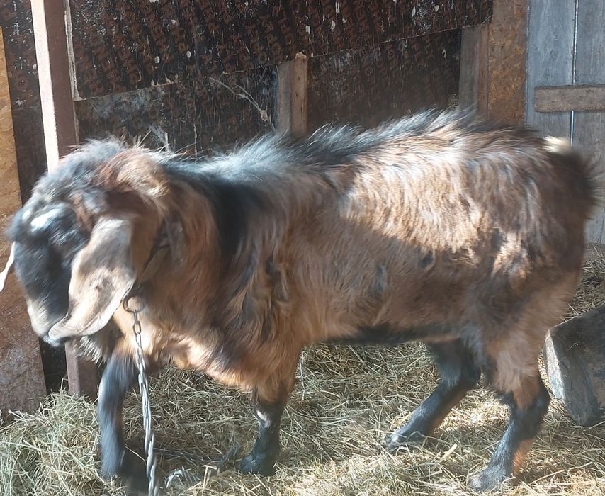 Vând Țap anglonubian