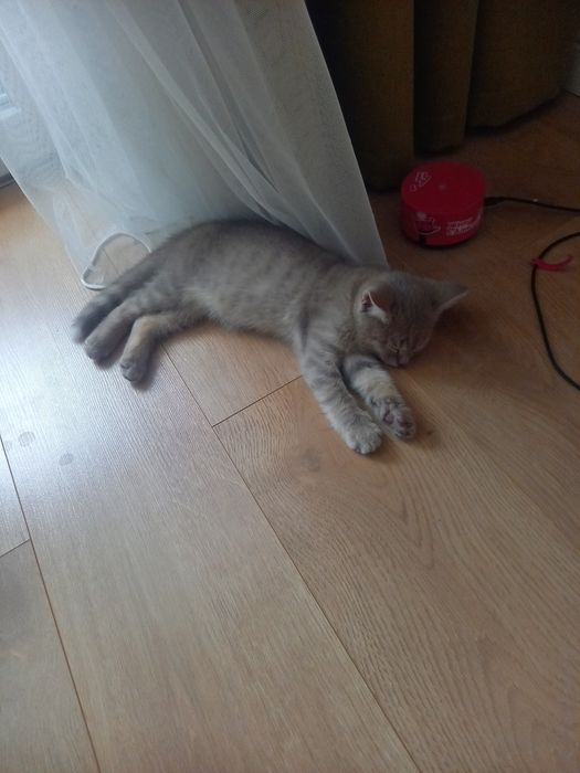 Продам котенка, мальчик 2.5 мес.