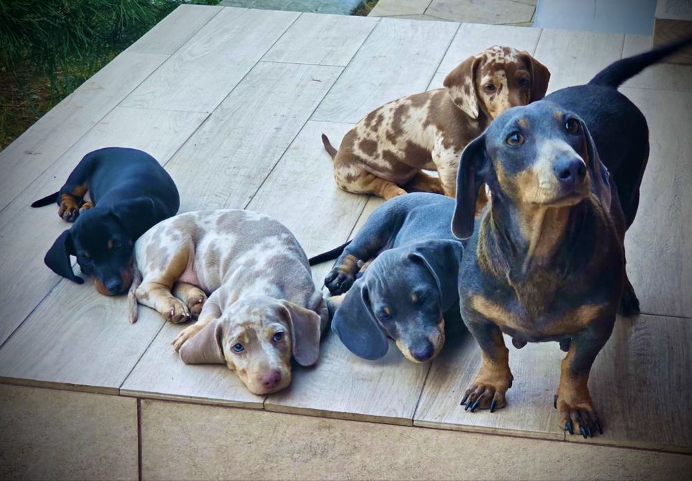 Teckel mini Dachshund