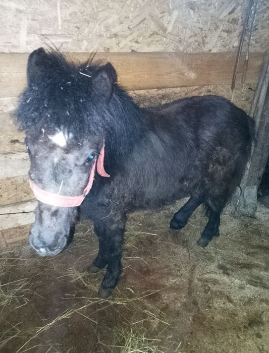 !!URGENT!! Vând ponei armăsar talie medie negru
