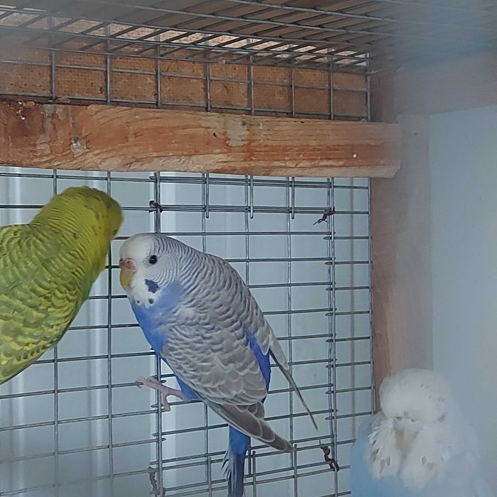 Продам молодую пару радужных попугаев!