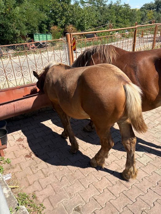 Vând mânz de 5 luni. Sau schim cu trăsura pentru un cal