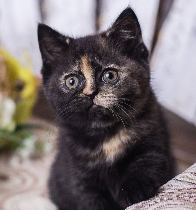 Шикарные котята 1.5 мес