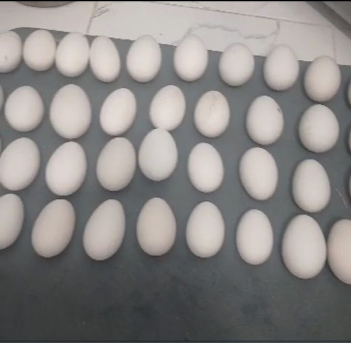 Продаются индюшиний