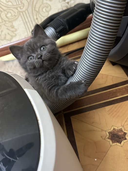 Ласковые умные милые котята