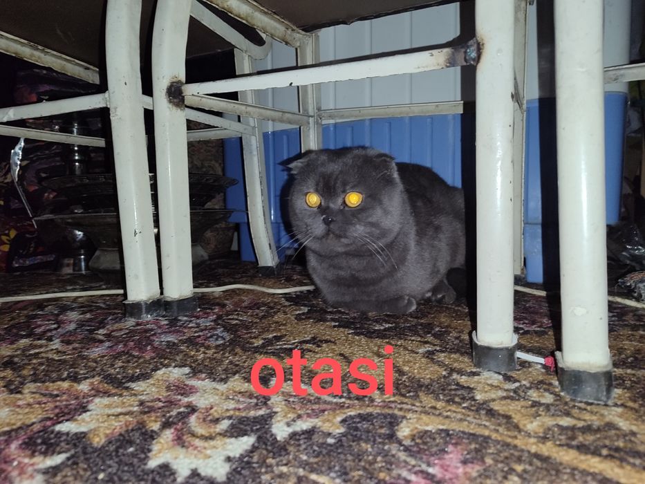 Mushuk britanski qiz 2 oylik