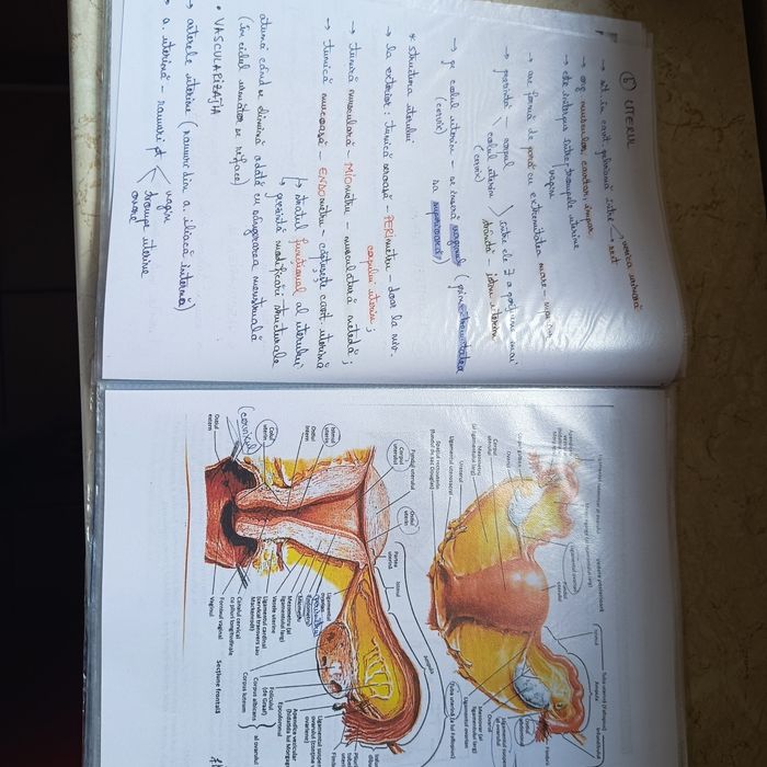 Portofolii admitere medicina