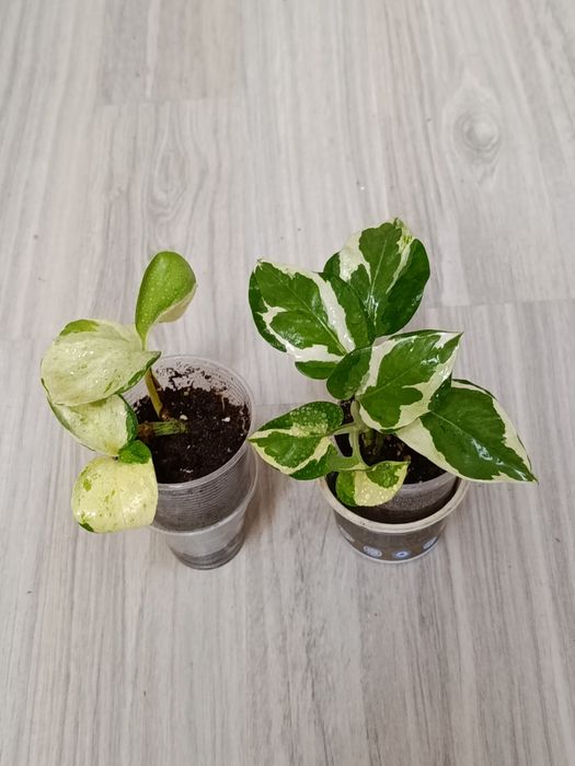 В продаже комнатные цветы