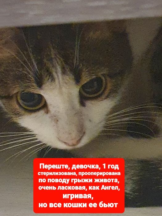 Отдам в добрые руки