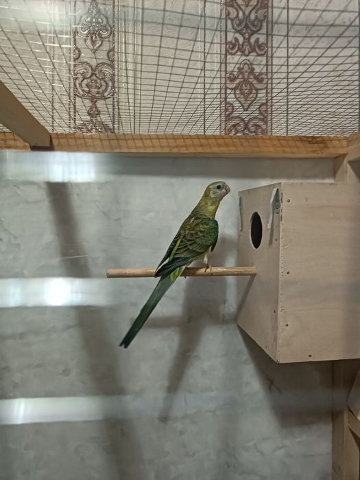 Pevchi Певчи popugay