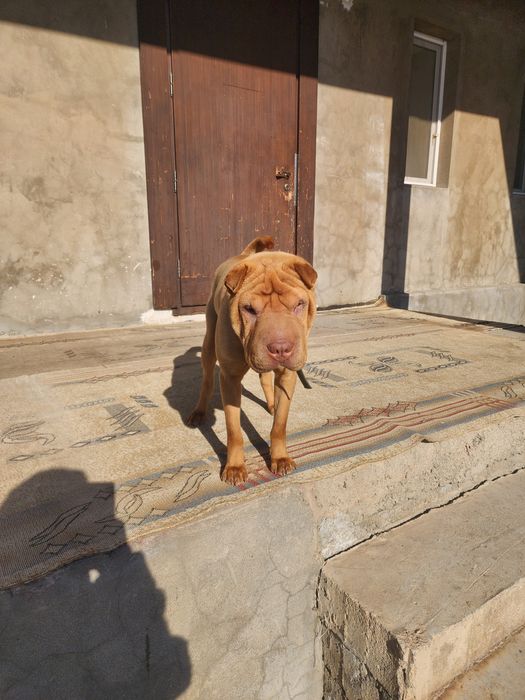 Шарпей кобель для вязки