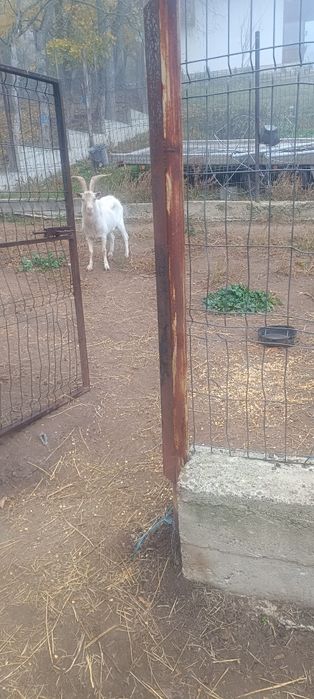 Țap sannen pentru monta