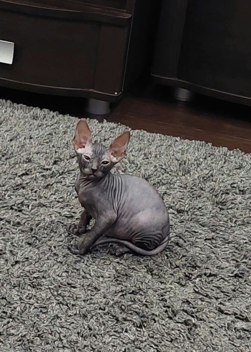 Продаётся котик породы Донского Сфинкса