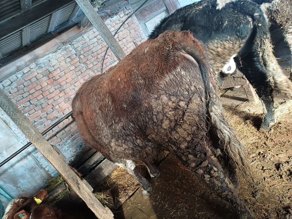 Продаётся 5 голов