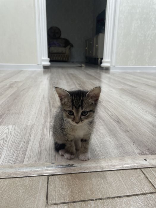 котенок девочка в добрые руки