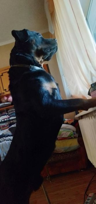 Кобель для вязки