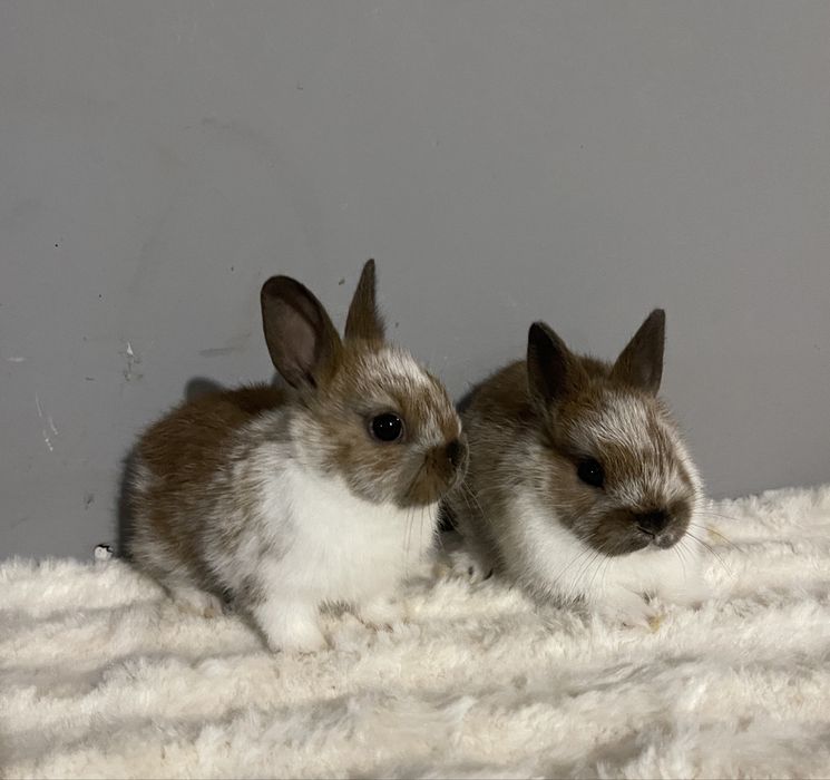 Iepuri olandez pitic