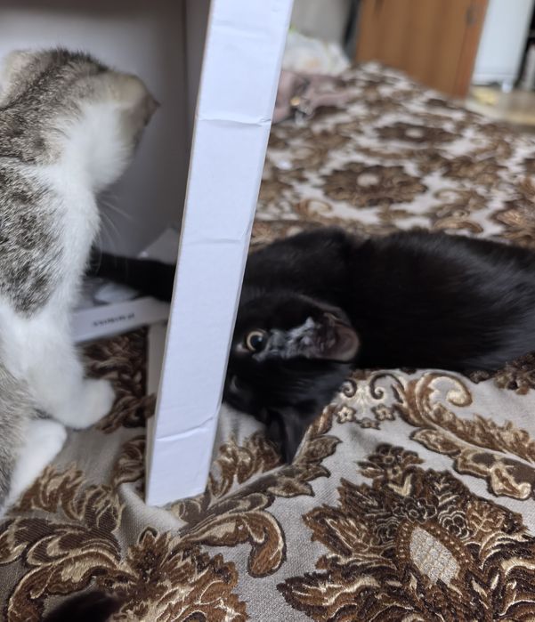 Котята  ищут своих людей