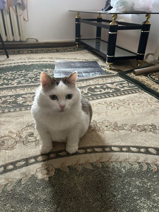 Отдам кошку в добрые руки