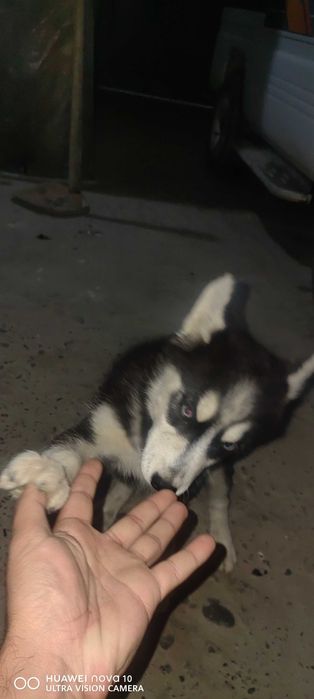 Xatiko sotiladi jinsi ayol