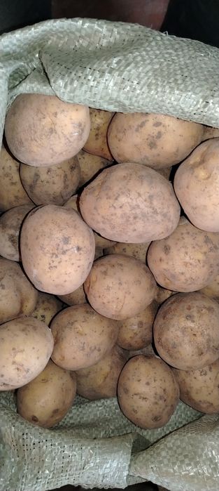 Продам картофель