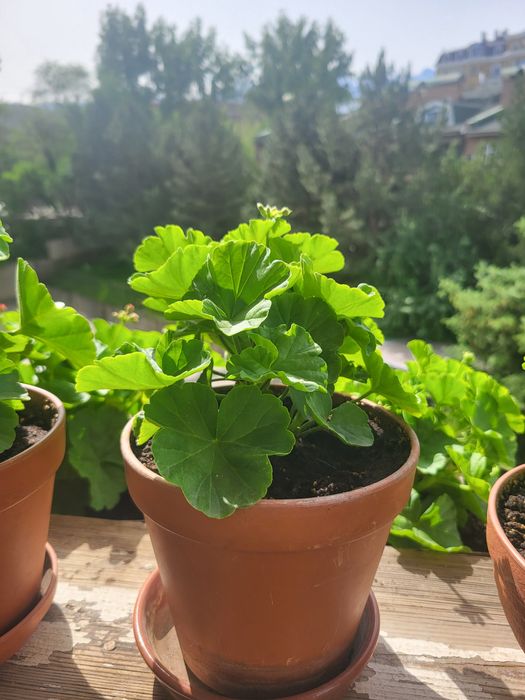 Розебудная пеларгония ROSE