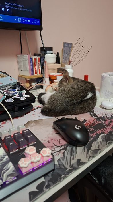 Безплатно мъжко коте на 3 месеца