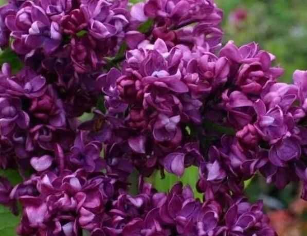 Liliac parfumat rosu,roz,galben-50 gratis+25 gratis