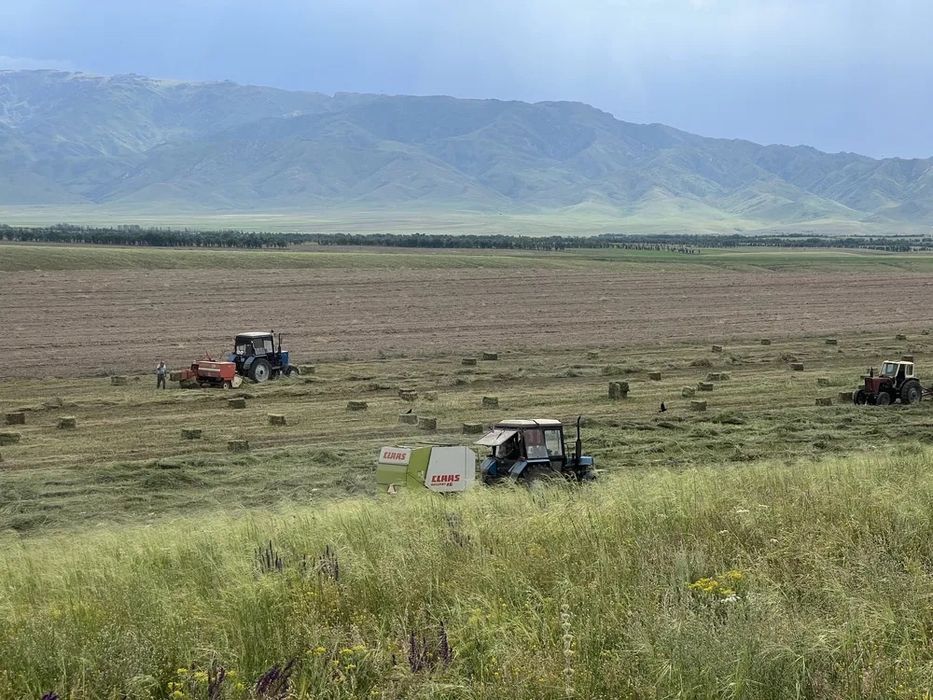 суданка люцерна жонышка