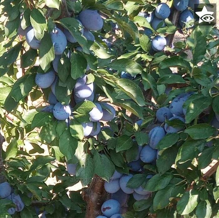 Vand prune pt tuica cantitate mare , livrare oriunde in tara