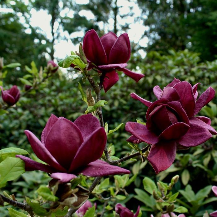 Magnolia Yellow River la ghiveci