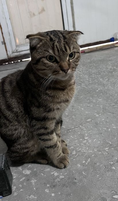 Erkak mushuk.  Latokka organgan