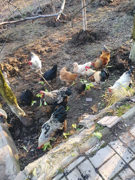 Vând cocosi de curte