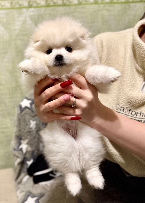 Шпиц померанский