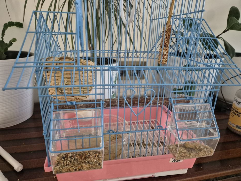 Амус, үй құсы, тор ұяасымен бірге