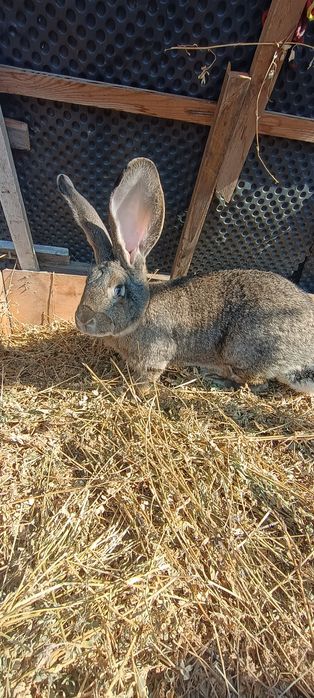 Vând iepuri uriaș belgian
