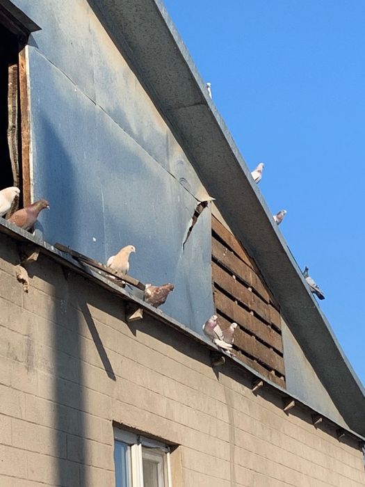 домашние голуби